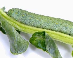 White cabbage caterpillar as a fixed factor