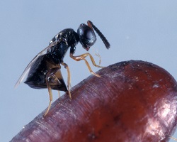 Muscidifurax raptor wasp on a fly puparium.