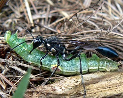 Eremnophila aureonotata wasp on caterpillar