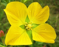 Yellow Ludwigia peruviana