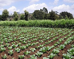 cabbage plot in Kenya