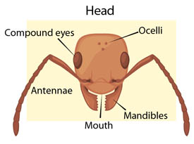anatomy of an ant head