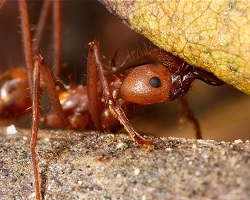 Leafcutter ant carrying a leaf