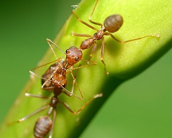 ants talking