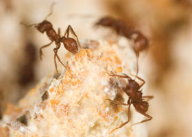 Ants gardening fungus