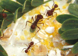 how do ants talk?