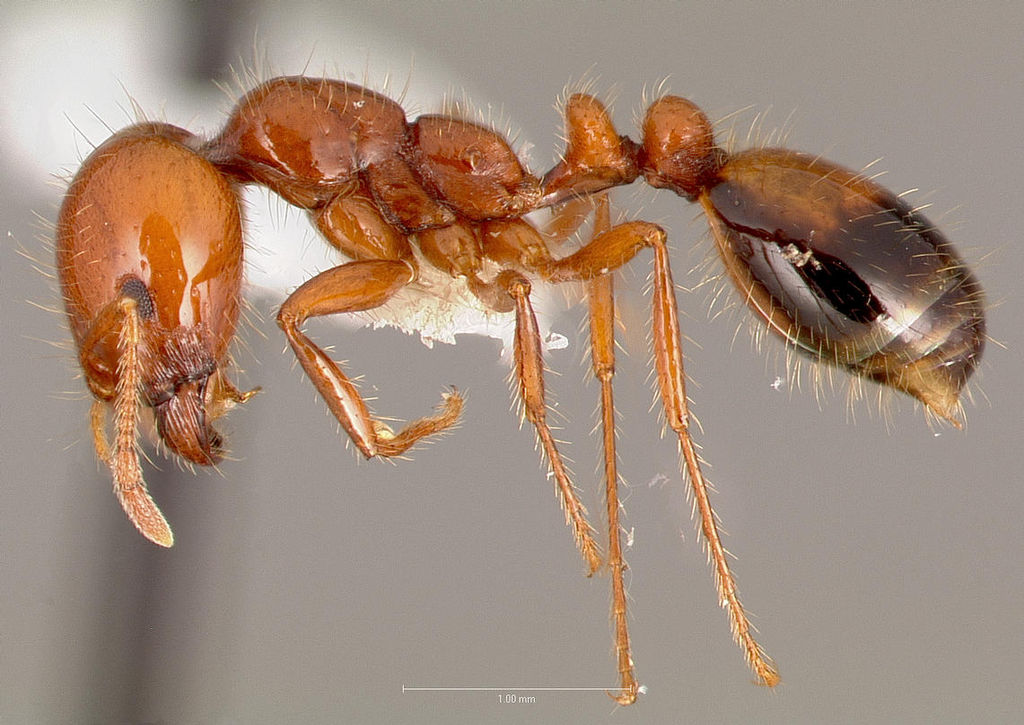 Honeypot Ants' Honey Can Kill Pathogenic Bacteria But Leave Others