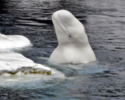a beluga whale sticks its head out of the water