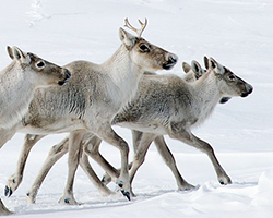 A group of caribou crossing ice pack in the Arctic