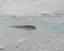 an Arctic cod is alive but surrounded by ice
