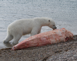 a polar bear scavenging a dead narwhal