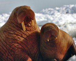 two walruses on the ice