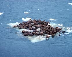 a group of walruses huddling on a small ice floe