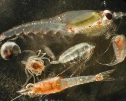 crustacean zooplankton under a microscope
