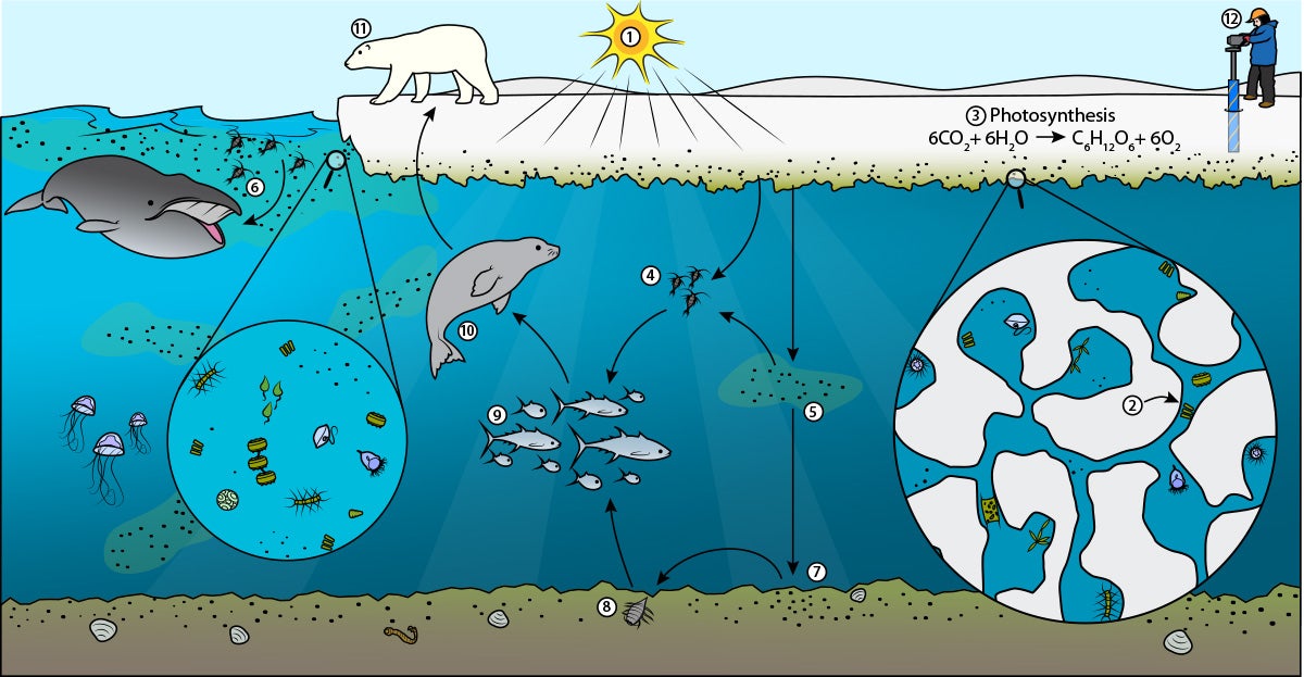 Arctic Ocean Animals And Plants