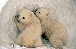 hibernating cubs