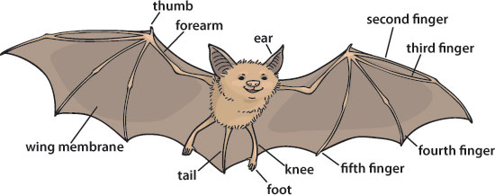 bat illustration with labels