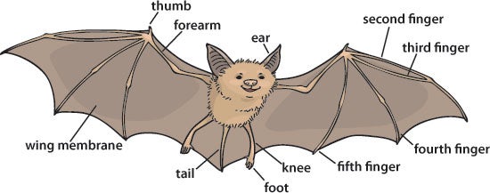 bat body