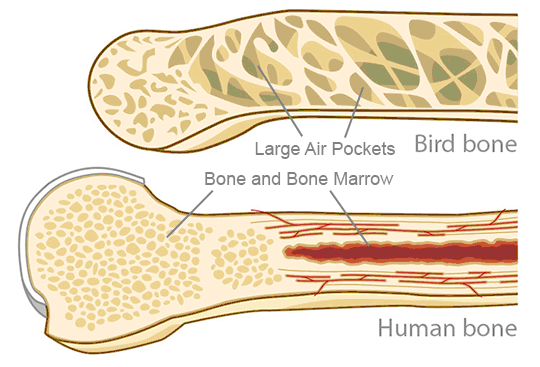 Bird and Human Bone Comparison