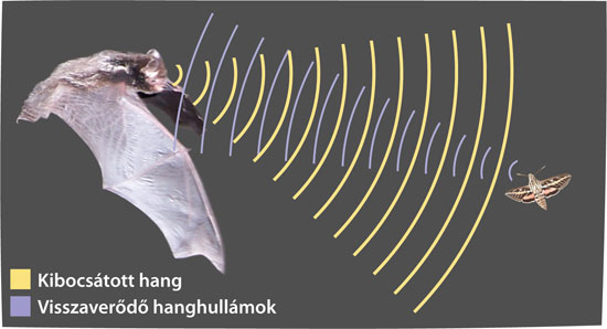 bat echolocation