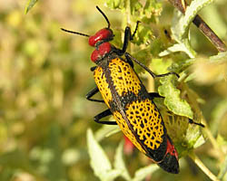 Blister beetle - Tegrodera aloga