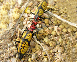 Blister beetle - Tegrodera aloga courtship