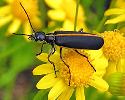Blister beetle - Epicauta