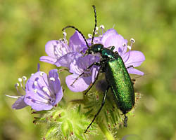 Blister beetle Lytta stygica