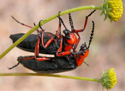 Blister beetle - Tegrodera aloga courtship