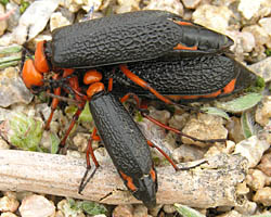 Blister beetle - Lytta sizing up mate