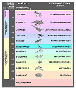 Línea de tiempo geológica de los insectos.