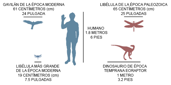 Tamaño del insecto prehistórico y actual.
