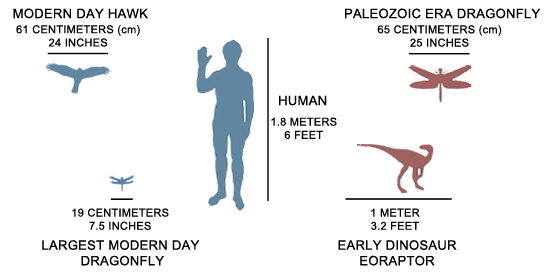 Comparison of modern day dragonfly and paleozoic dragonfly