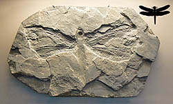 Cast of an original fossil of a Meganeuridae compared with modern day dragonfly (upper right).
