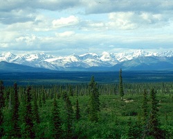  Taiga (borealer Wald)