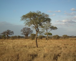 Savannah în Tanzania