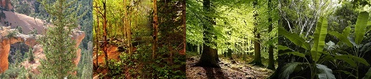 különböző erdő típusú biomákra osztották őket