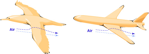 bird-plane wing lift