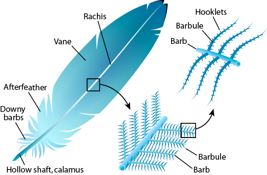 feather anatomy