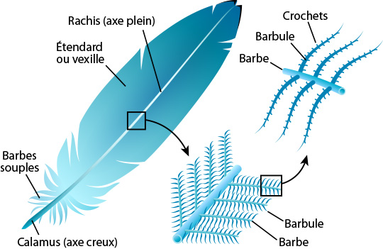 feather anatomy