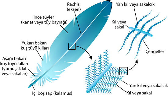 feather anatomy in turkish