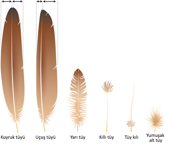 feather types in turkish