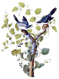 Alcaudón Americano por John James Audubon