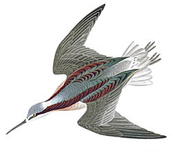 Falaropo de Wilson por John James Audubon 