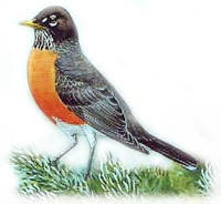 American Robin