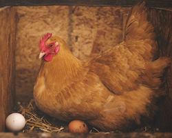 Hen laying on her eggs