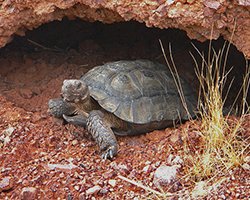 Desert tortoise emerging from its burrow