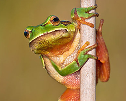 European treefrog