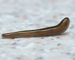 New flatworm produced asexually, by fragmentation.