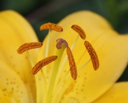 Flower anthers